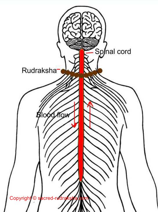 Rudraksha blood flow