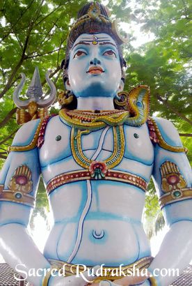Shiva Rudraksha